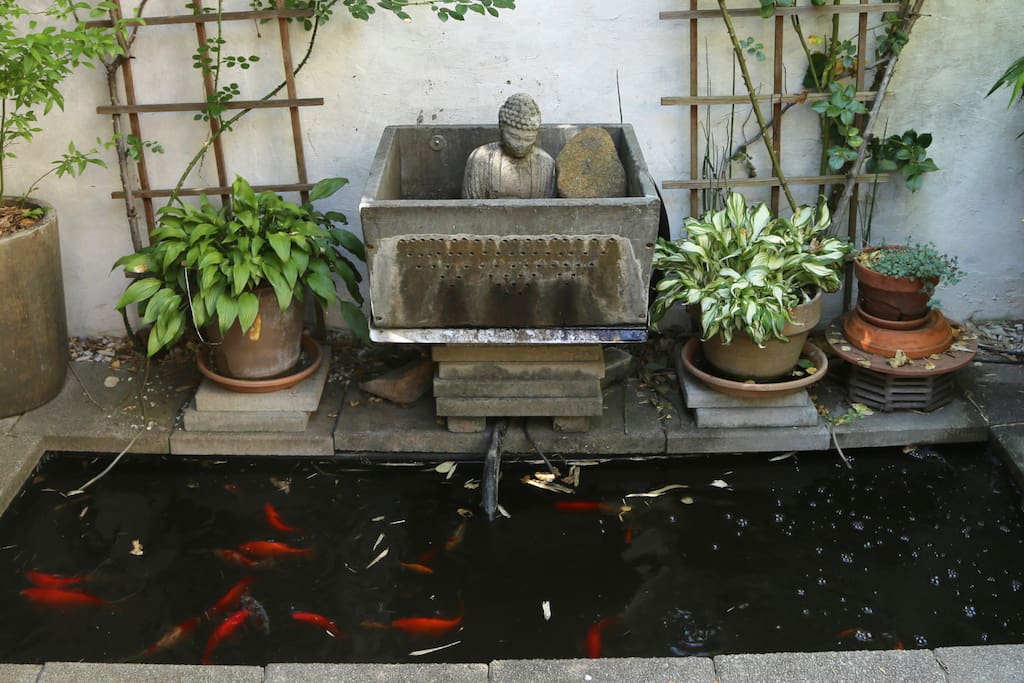 The Serene Goldfish Pond