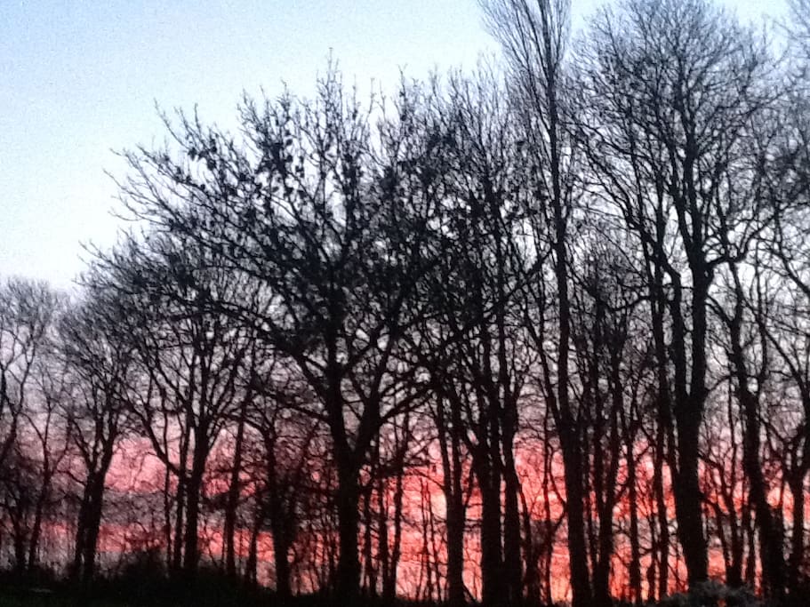Garden view at sunrise time into the forest December 20th 2015.