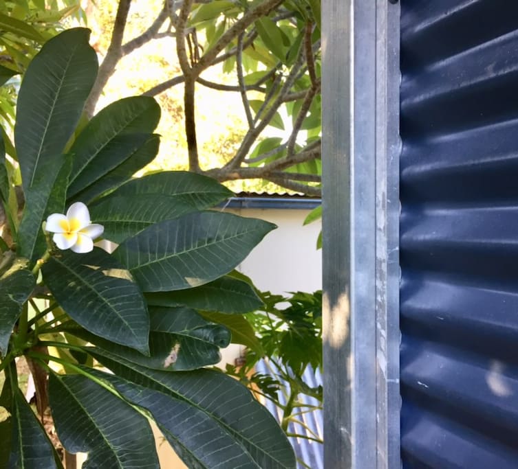 Frangipani trees create a tropical feel in the outdoors and around the outdoor shower room