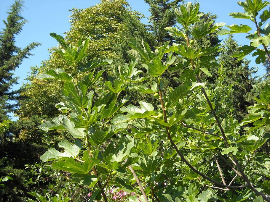 Il giardino: sullo sfondo Ippocastano (Aesculus hippocastanum)
