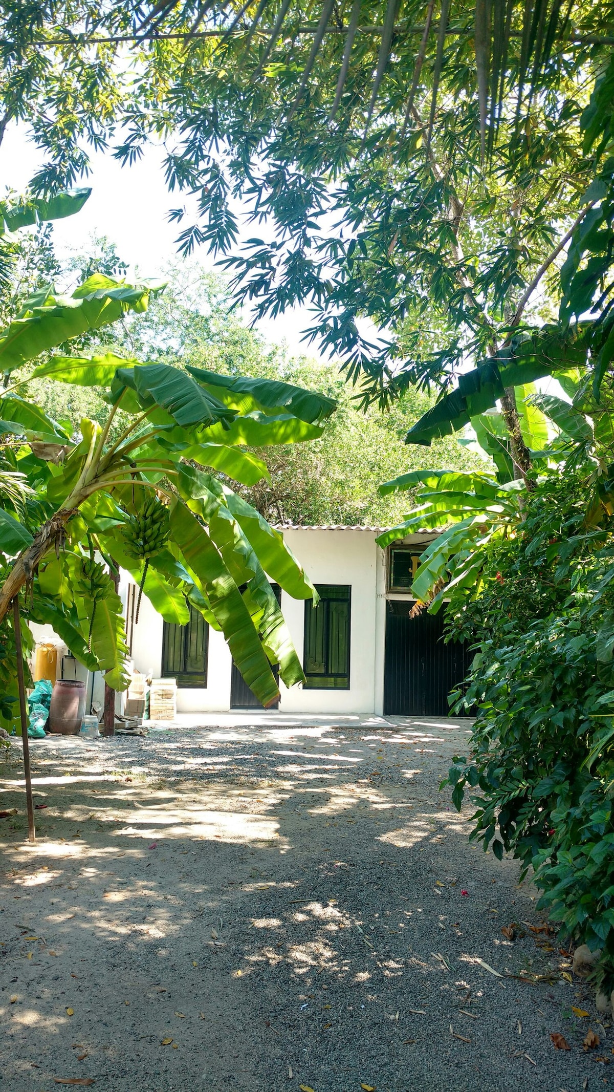 A tranquil pathway leads to a cozy white cottage surrounded by lush greenery. Tall trees and banana plants provide shade, while the entrance reveals a pair of dark, framed windows. The pathway is bordered by a variety of vibrant plants, creating a serene natural setting.