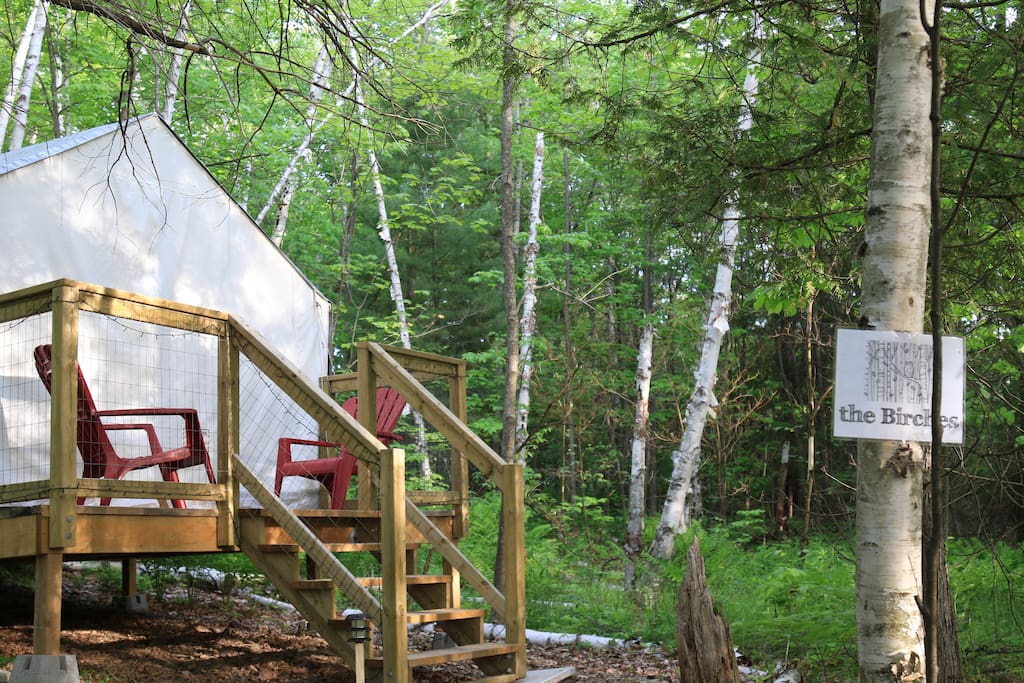 Birches tent.