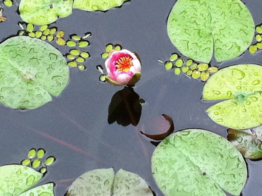 Sound of gurgling water greets you at front door.