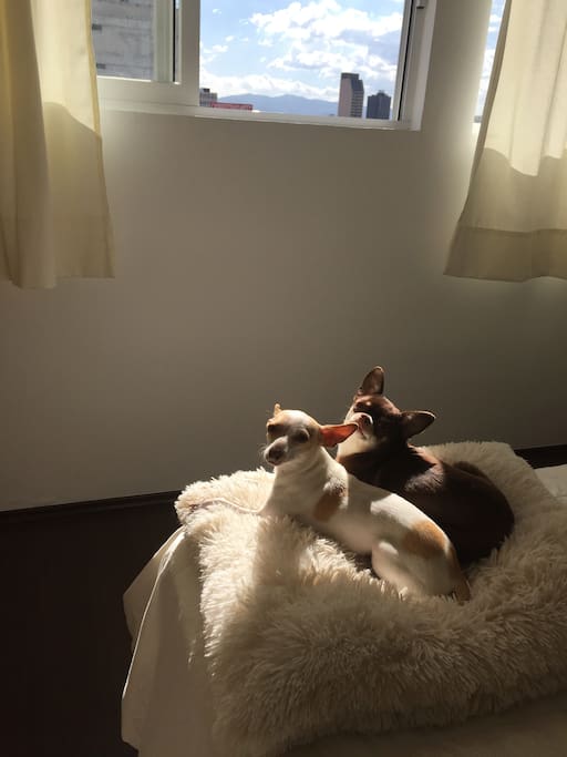 Estos son mis perritos...Tito y Vilma. Dos chihuahuas encantadores que te recibirán como a uno más de la casa.