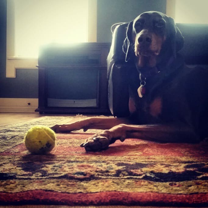 Javelin the dog, she loves visitors!