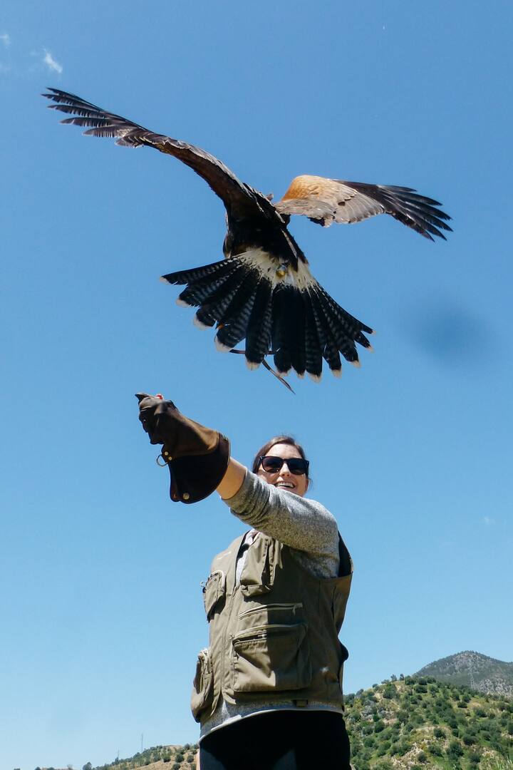 Falconry experience Falconry experience