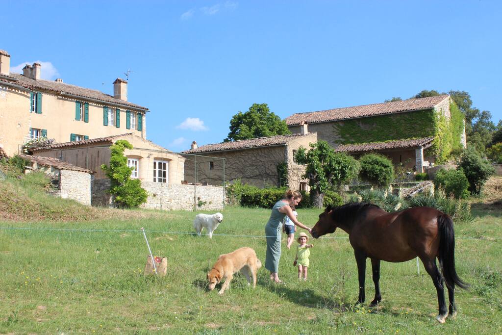 cheval dans le champs