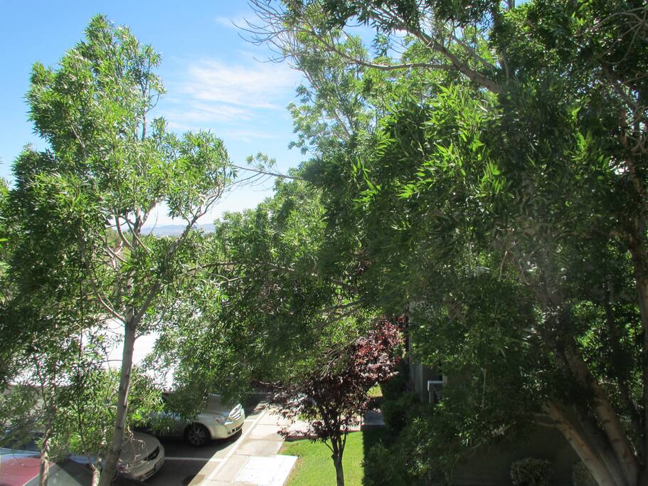 Trees..