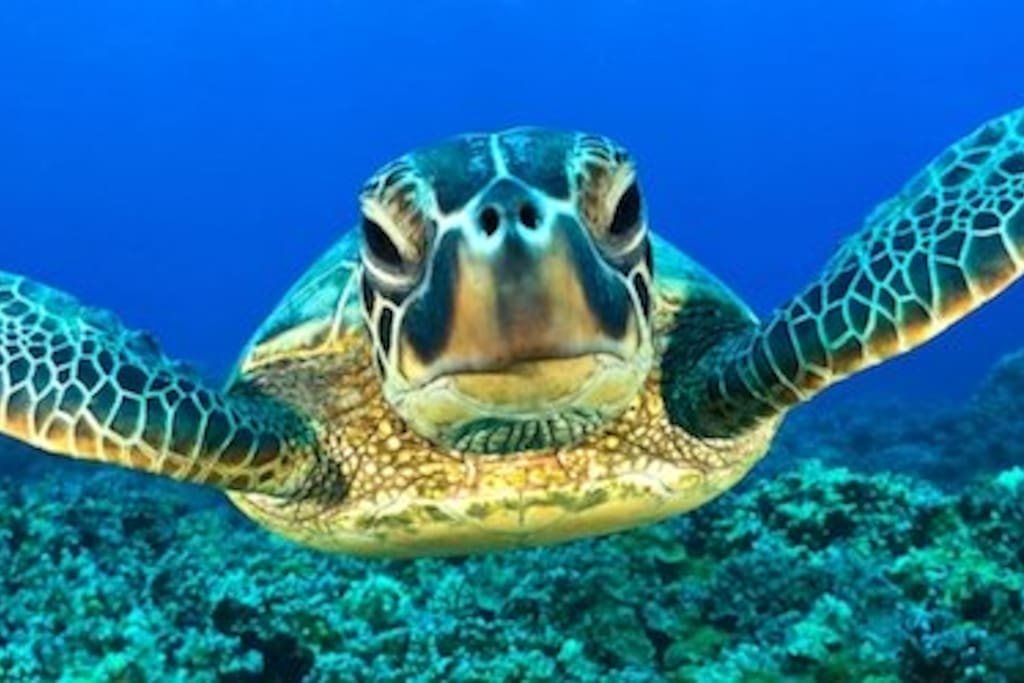 Snorkelling on the Bight Reef