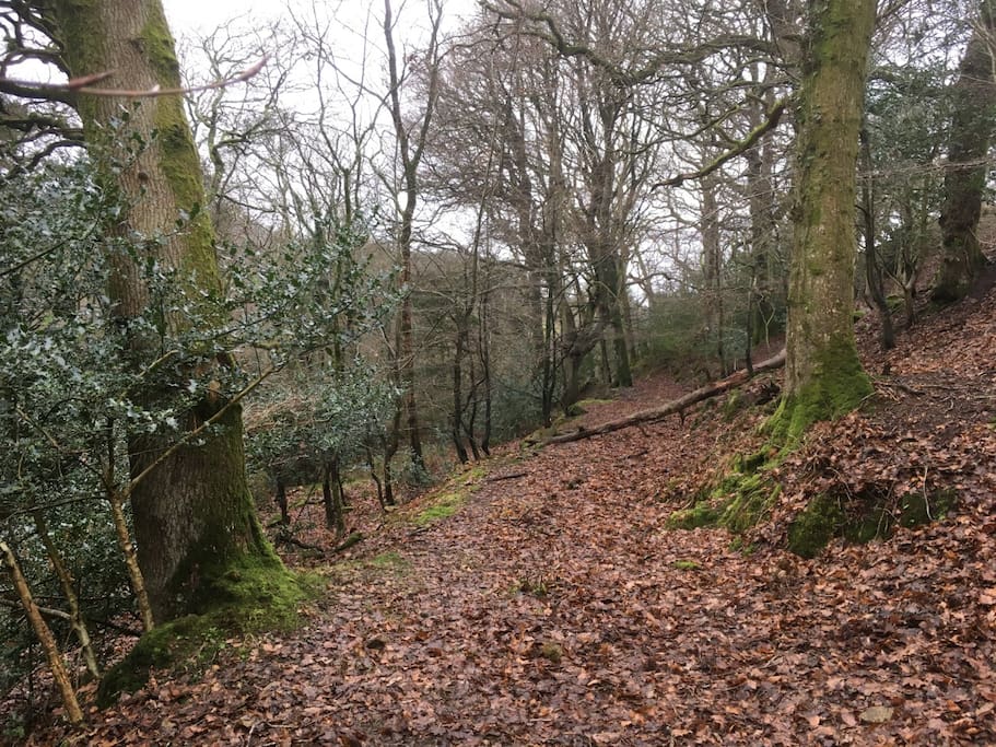 Our little woodland walk is perfect for wildlife spotting!