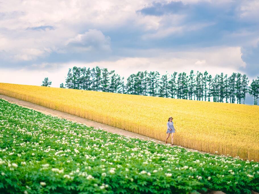 Airbnb爱彼迎 从美瑛到富良野 夏日的田园诗歌