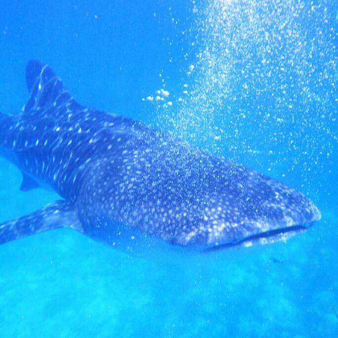 whale sharks nearby we have also amazing day tours