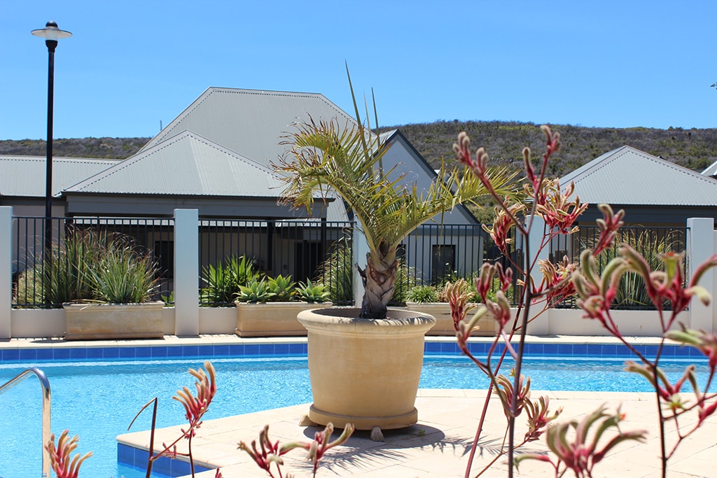 A serene outdoor swimming pool is framed by lush plants and a palm tree in a decorative pot. Surrounding buildings are visible in the background, complemented by a clear blue sky.