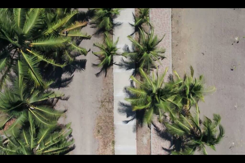 Top view of the beach's nearby coconut trees and mangroves
