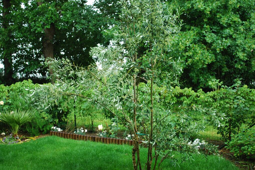 Beaucoup de verdure