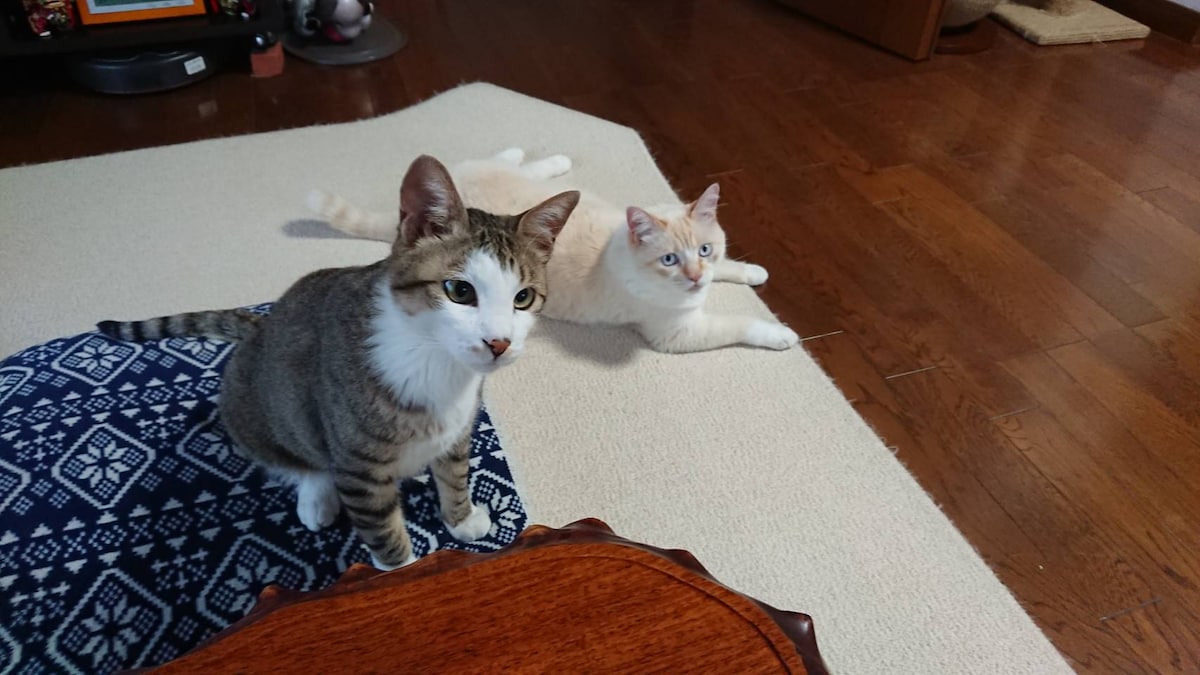 Two cats are seen relaxing on a light-colored carpet. One cat has a striped coat with white accents, while the other is predominantly light-colored. A patterned blue blanket is positioned on the floor, and warm wooden flooring is visible beneath.