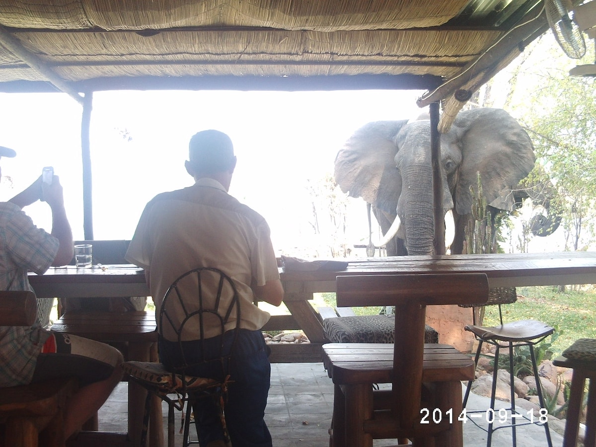 A dining area with wooden tables and chairs is visible. Guests are seated with a view of an elephant in the background, positioned outside the open-air structure. Natural light enters through the roof, creating a relaxed atmosphere in the safari camp.