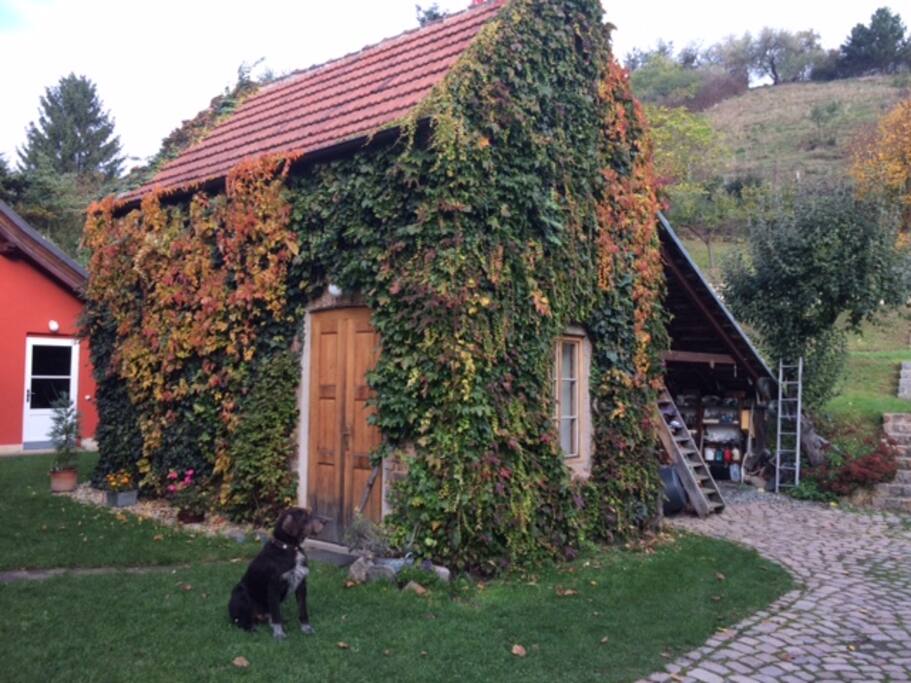 We welcome all visitors with a positive relation to pets.