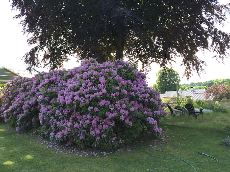 Crazy big rododendron