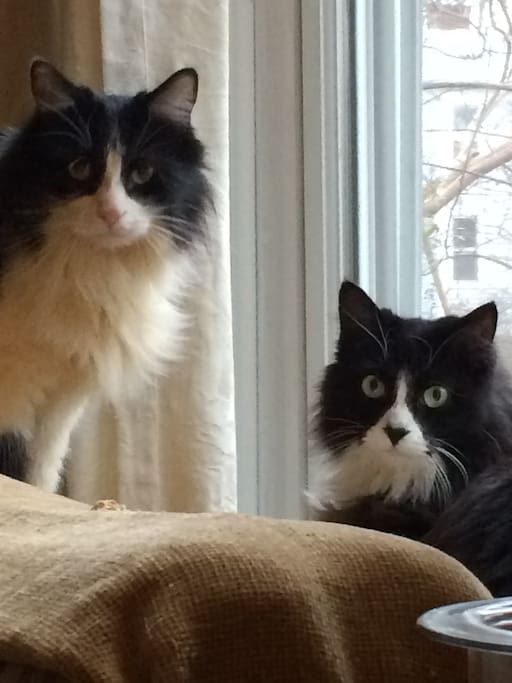 Oreo and Via, our two awesome feline companions