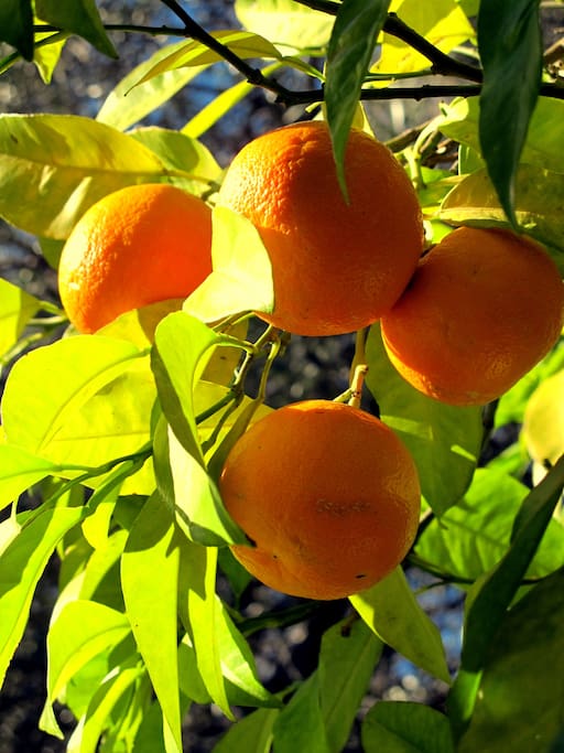 Oranges on the terrace 2/17