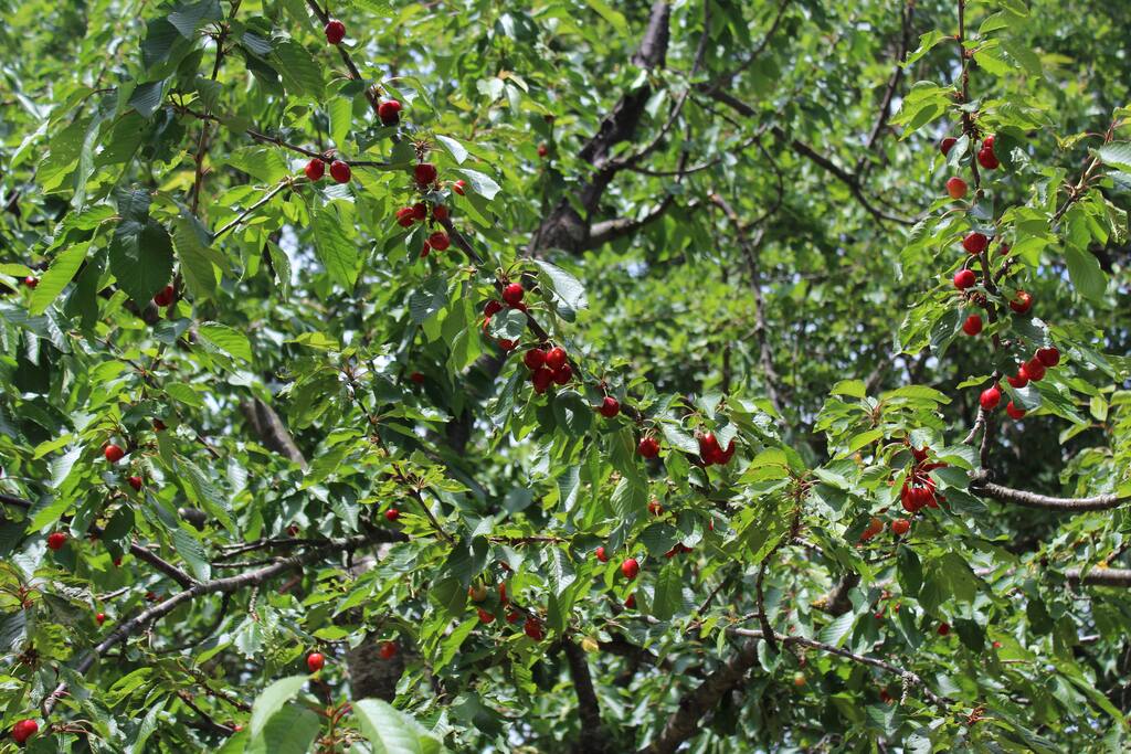 Natura in giardino