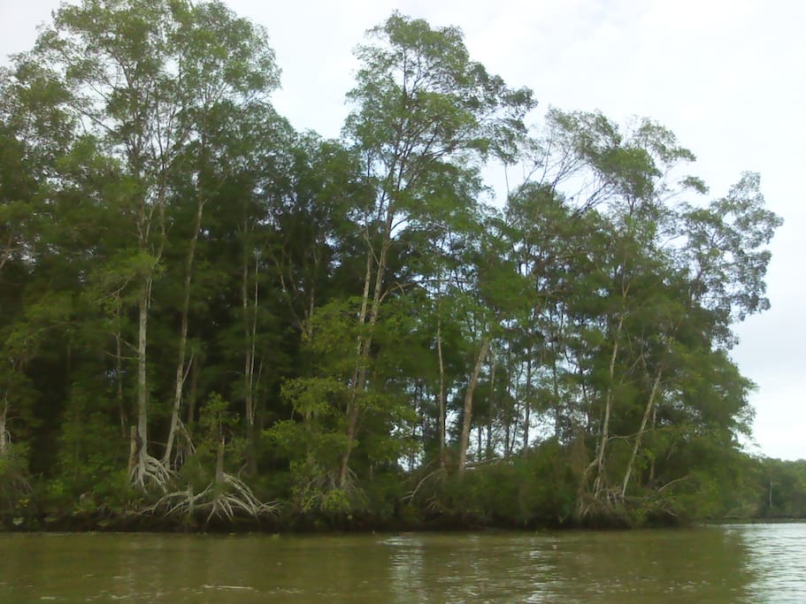 Mangrooves near Limones (30 min from Solo Mar Ecolodge)