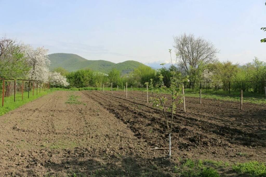 Our eco garden, where grow ecological fresh vegetable for our guests.