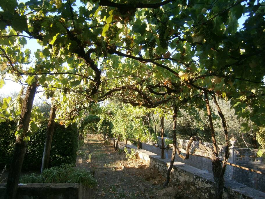 Pergola - arbour