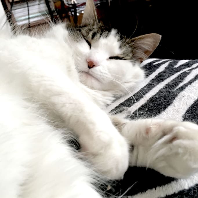 Our cat Fluffy :)