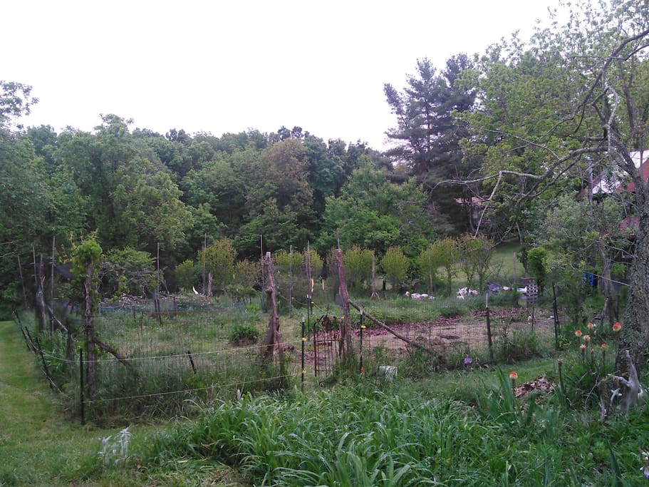Garden. The first thing you see is the garden when you walk out of the greenhouse.