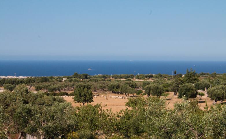 Villa Nespola gallery image 5