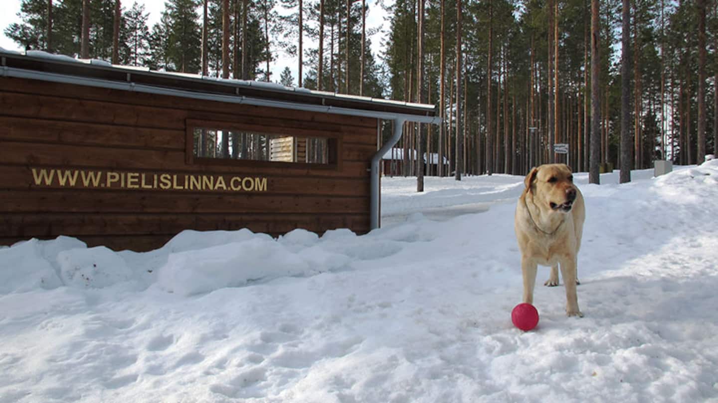 Pielislinna / Suomensatu Koli 5
