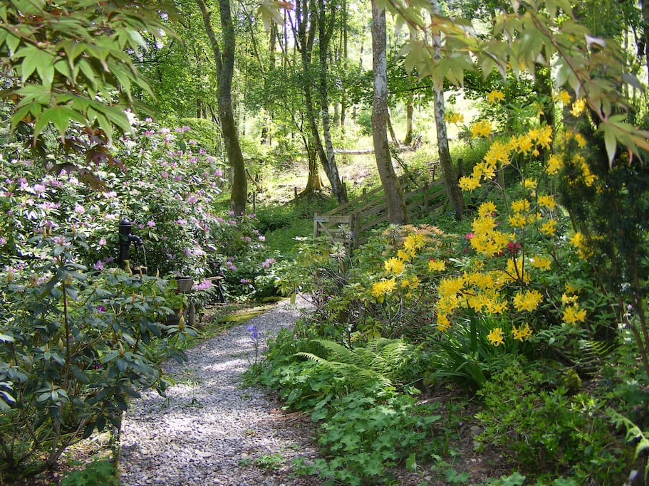Woodland path through Plas Derwen garden