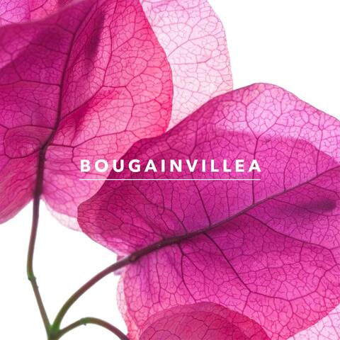 Bougainvillea Cottage