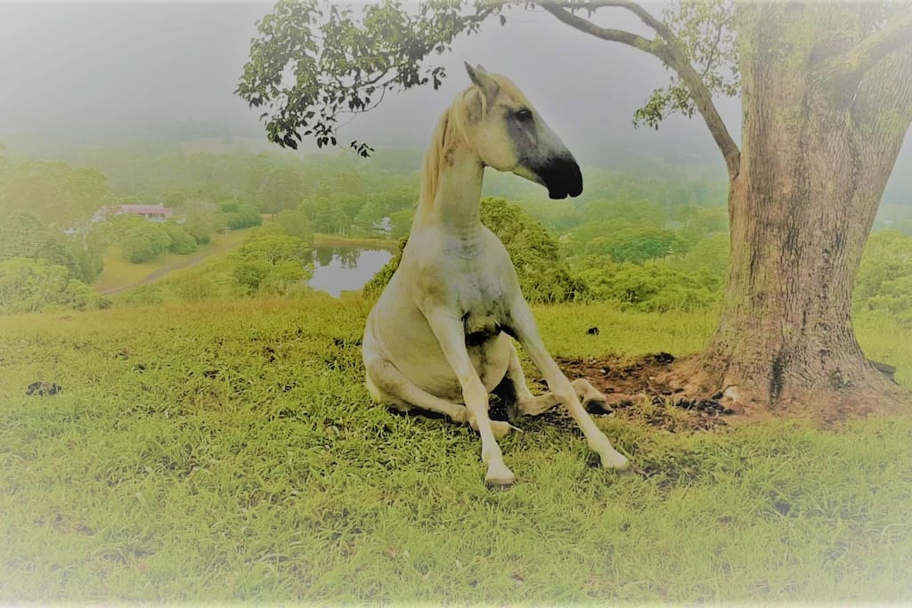 Meet your Host - Budismo the Spirit Horse