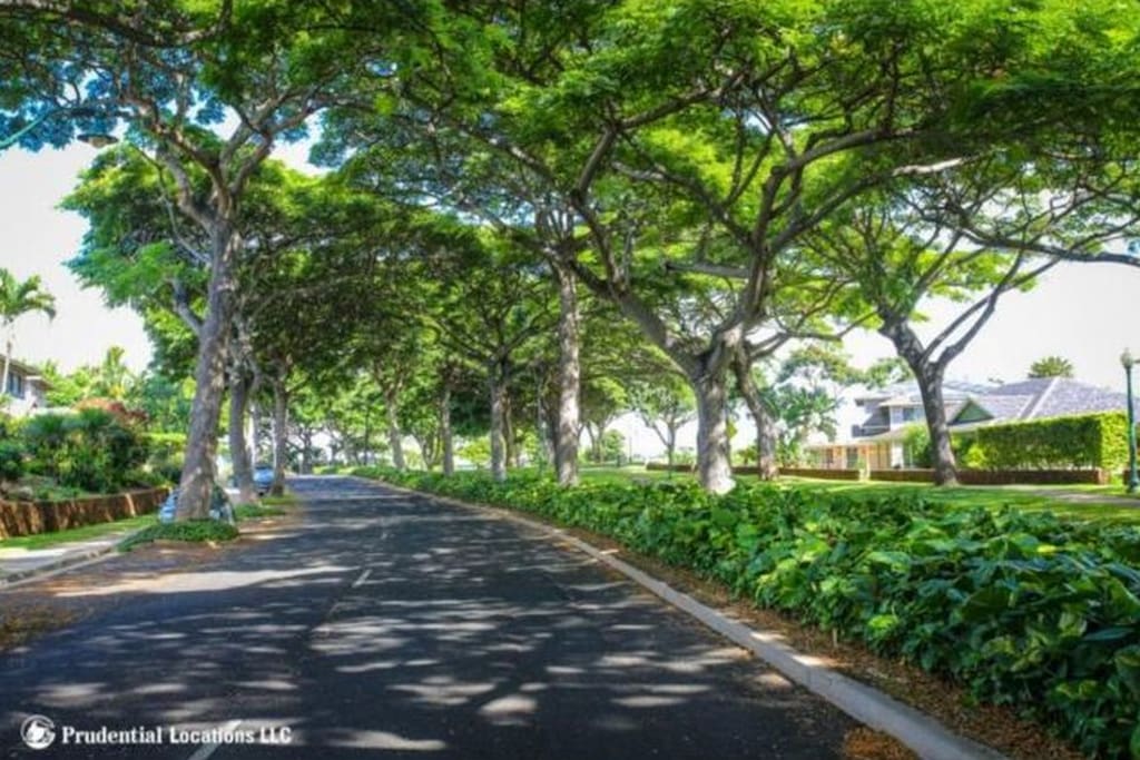 canopy trees line our jogging paths and street!