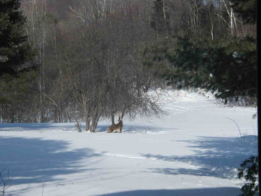 field behind house