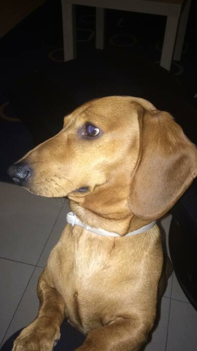 La mascota que hay en la casa es un perrito