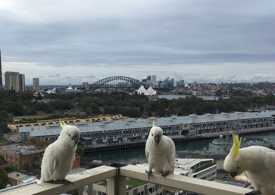Cockatoos and lorikeets stop by as they also like the view from our b
alcony