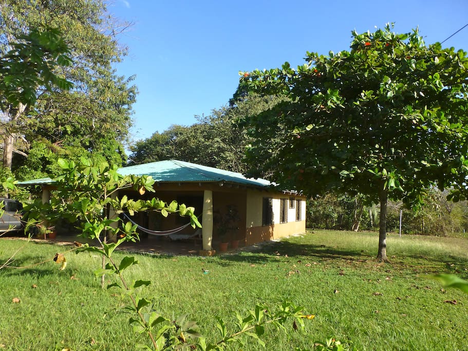 Trees and a green area