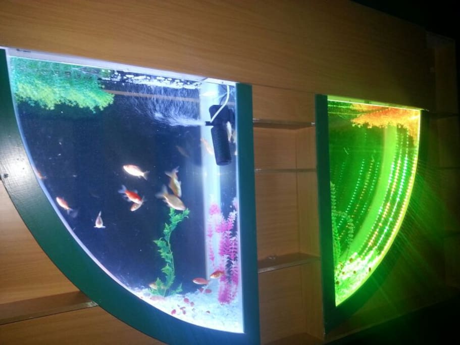Beautiful aquarium in the wall