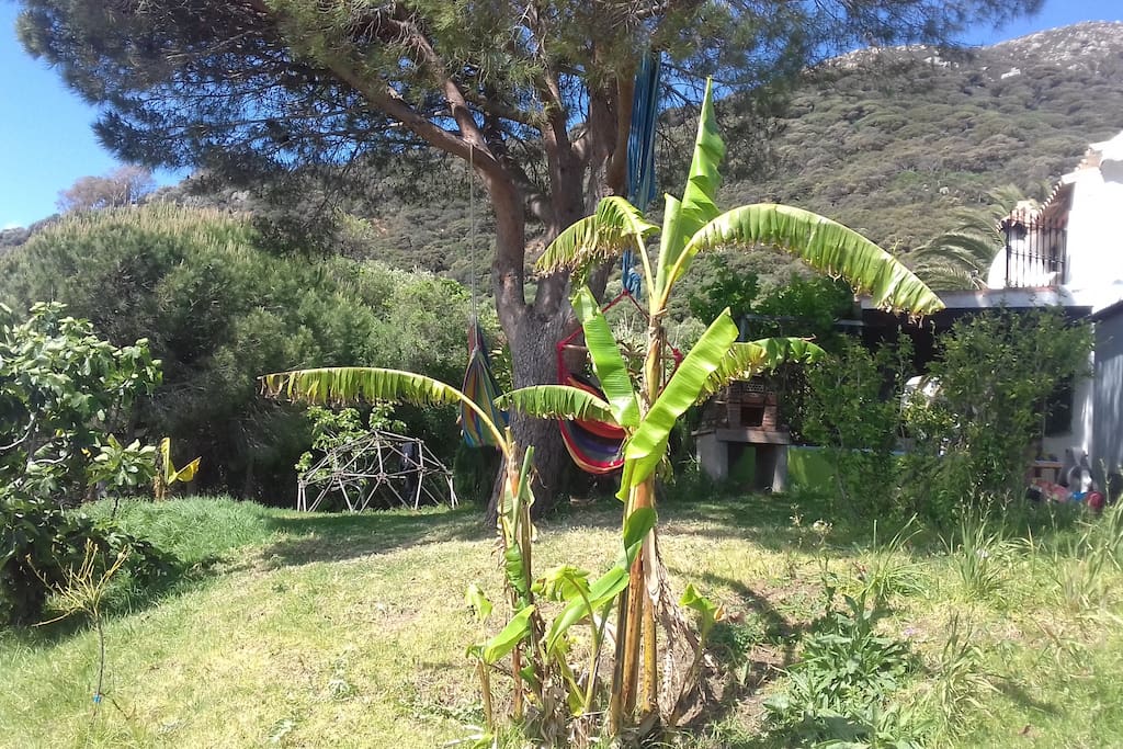 el jardin los columpios platanos
garden fun and fruits