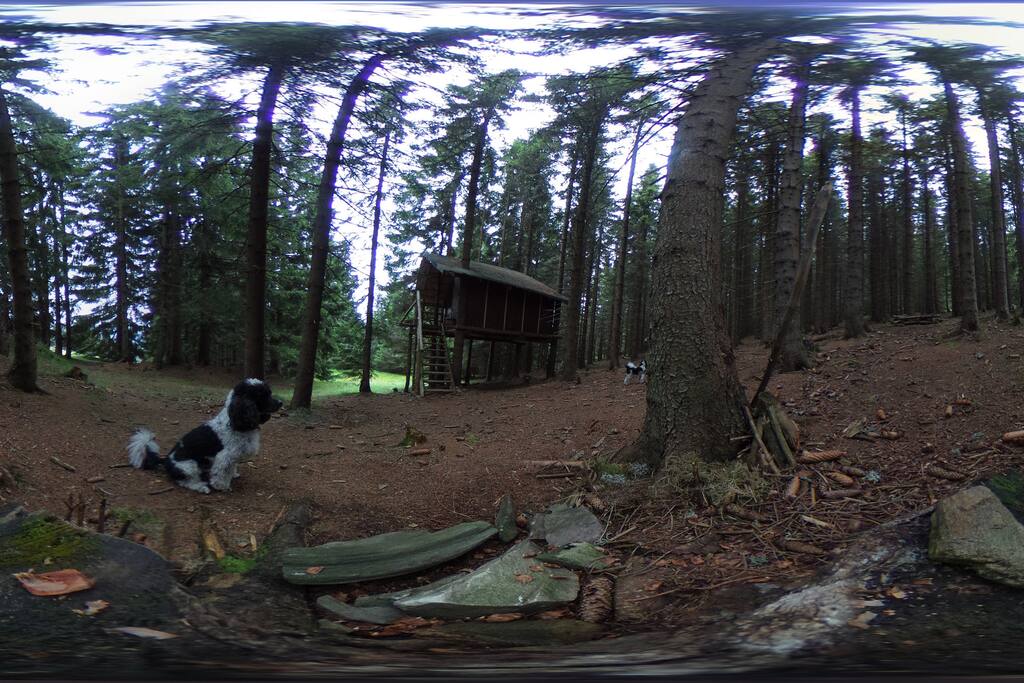In the middle od the forest