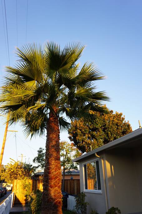 Front Yard