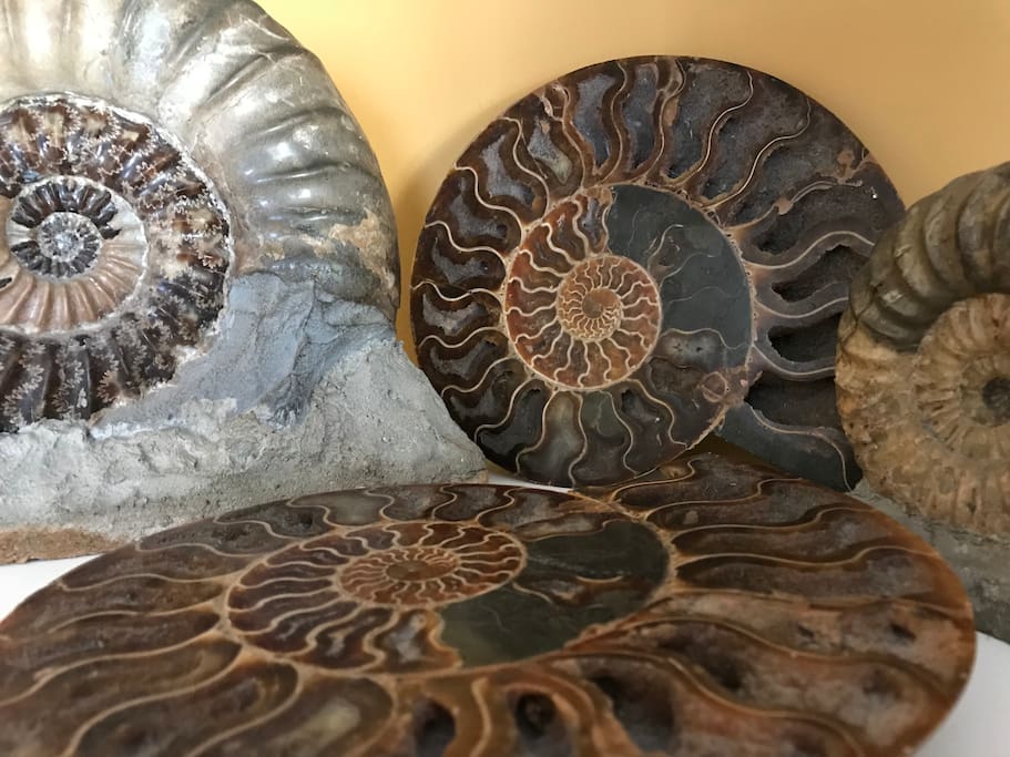 Fossils