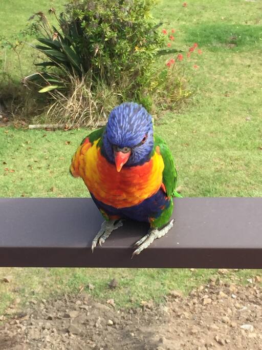 Parakeet on Verandah Railing
