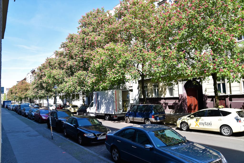 Our street in spring