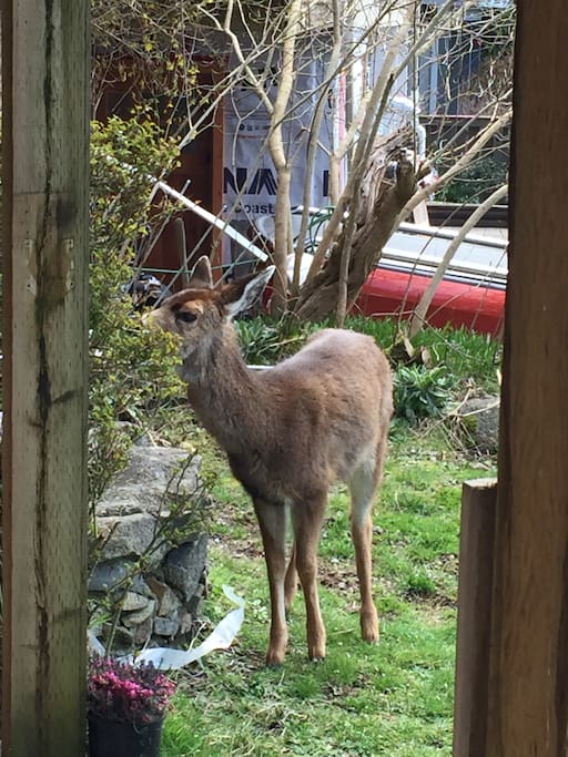 one of my neighbours eating my rose bush