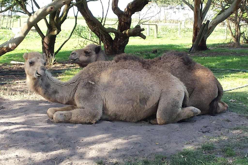 Thirsty and Mocha relaxing